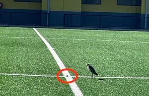 Aussie Sports Field está un mes de descanso después de colocar huevos en la línea de pájaros protegidos de Half -Way