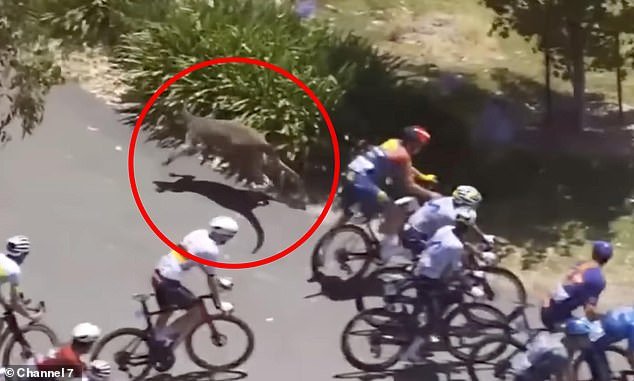 Extraño momento en el que un ciclista australiano es atropellado por un canguro durante el Tour Down Under antes de ganar la última etapa de la carrera, mientras otros tres ciclistas se ven obligados a abandonar tras una caída.