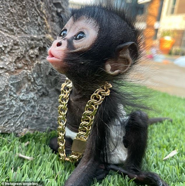 Los monos domésticos ‘podrían ser confiscados y asesinados’ en Inglaterra mientras se avecina una prohibición en medio de la tendencia de las redes sociales