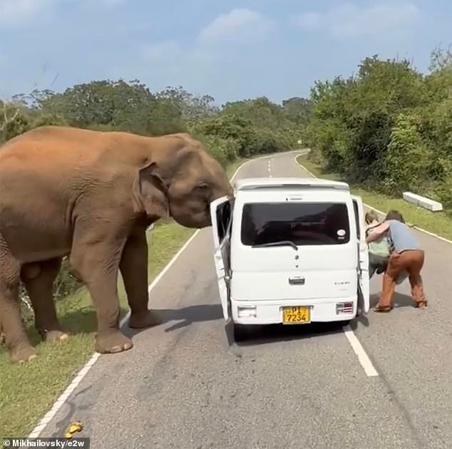 Aterrorizado momento en que turistas corren para salvar sus vidas cuando un elefante destruye su automóvil después de que uno “le ofrece comida” en Sri Lanka