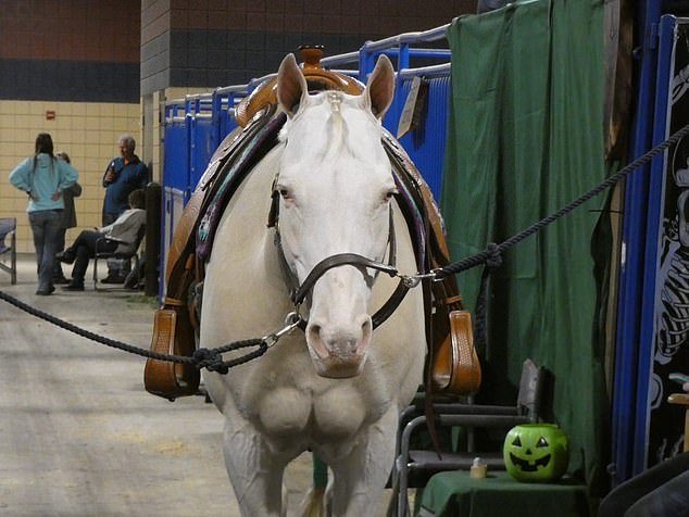 Una pandilla sacrificó un caballo para que el miembro asesinado pudiera ‘viajar hasta Valhalla’, dijo el tribunal