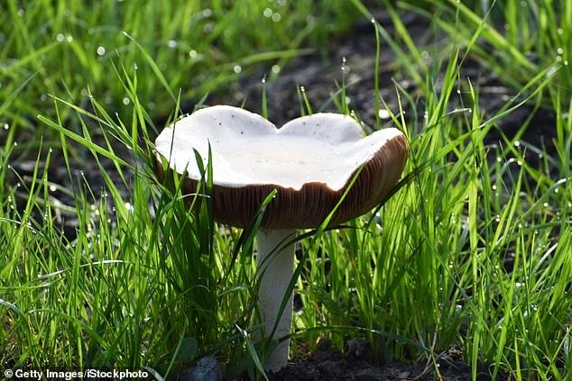 Un hombre muere después de comer el “hongo más mortífero” del mundo en California mientras las autoridades sanitarias advierten sobre un “brote sin precedentes”