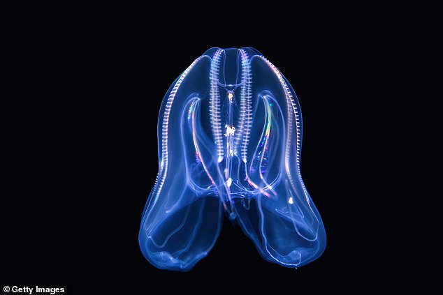 Venecia es invadida por medusas caníbales a las que les desaparece el ano… y están causando estragos