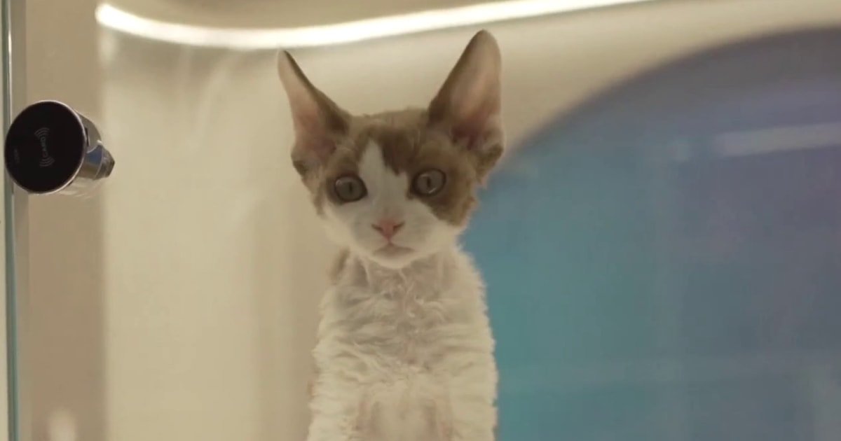 China ve un aumento en la propiedad de mascotas a medida que disminuye la población del país