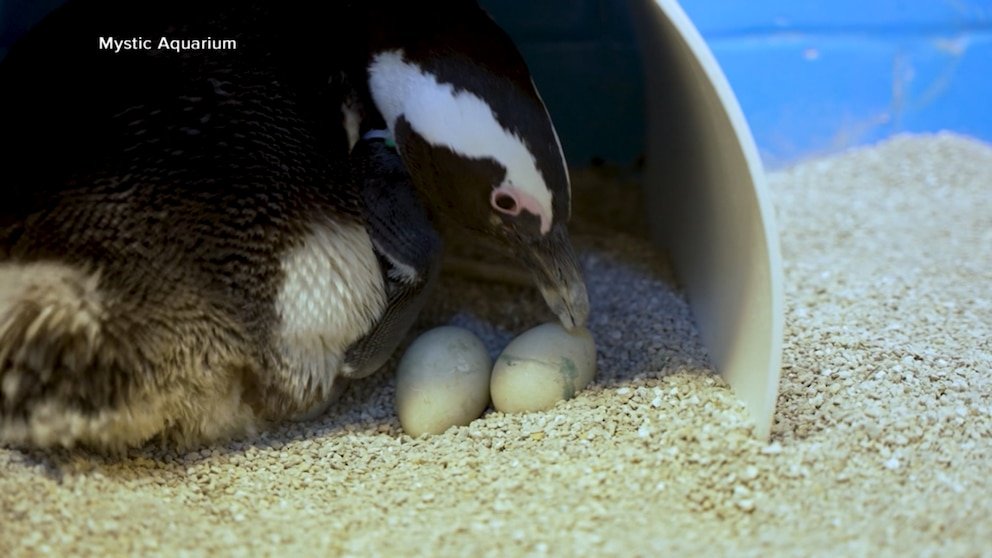 MIRAR: El Acuario de Connecticut da la bienvenida a 2 polluelos de pingüinos en peligro de extinción