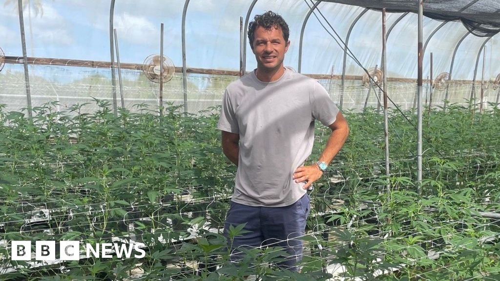 Los productores caribeños de cannabis miran las ventas internas y las incipientes exportaciones