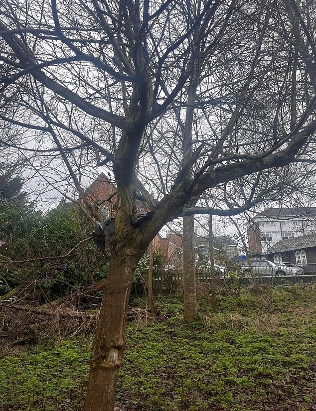 Casi una docena de animales salvajes, incluidas aves incluidas en la lista roja, están siendo torturados y asesinados con “catapultas” en un frondoso barrio de Londres afectado por una serie de ataques similares.