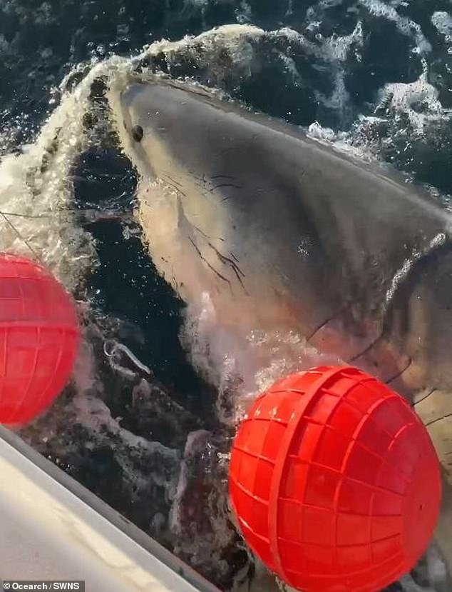 El tiburón blanco más grande jamás registrado en el Atlántico nada frente a la costa de CAPE FEAR, Carolina del Norte.