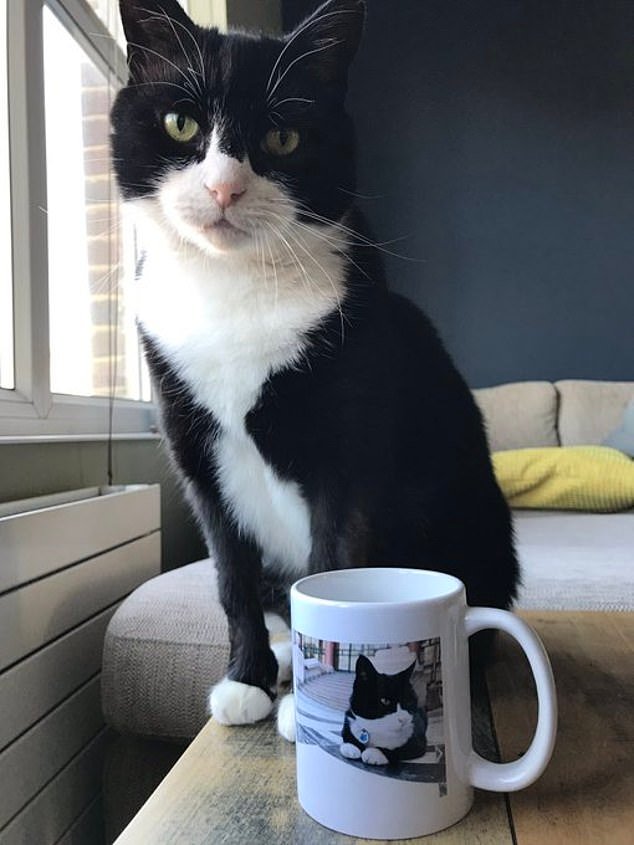 El gato retirado del Ministerio de Asuntos Exteriores de Palmerston muere en las Bermudas mientras el ratón número 10, Larry, rinde un conmovedor homenaje