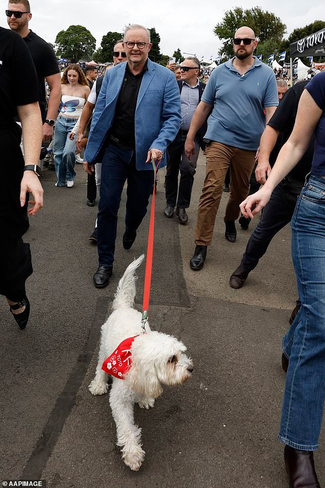 Anthony Albanese llega con su perro para celebrar la reapertura del emblemático campo de la liga de rugby de Sydney tras una renovación de 20 millones de dólares.