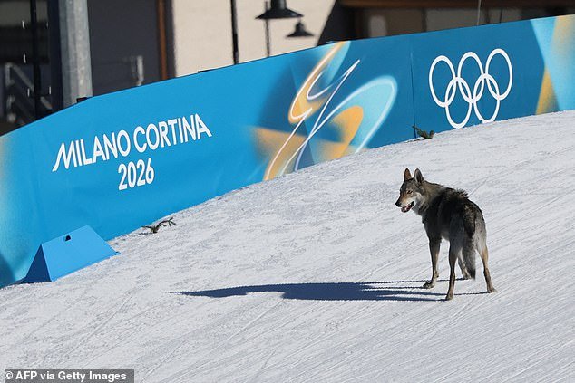 ¿Es un hu-ski? Perro fugitivo corre el riesgo de causar un ‘desastre’ en los Juegos Olímpicos de Invierno tras interrumpir la carrera de cross-country por equipos femeninos