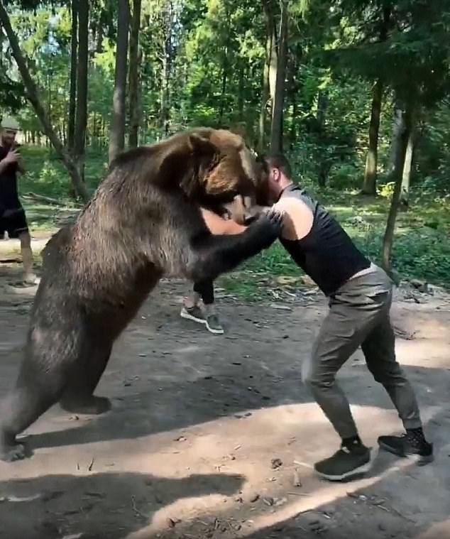 El oponente de boxeo que regresa de Tyson Fury, de 6 pies 6 pulgadas, es filmado luchando contra un OSO de 400 kg en el bosque en imágenes extrañas