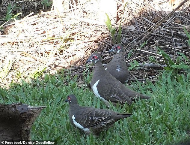 Un ayuntamiento destruyó un trozo de césped frente a la casa de Denise… pero ella no está contenta porque escondía algo valioso en su interior.