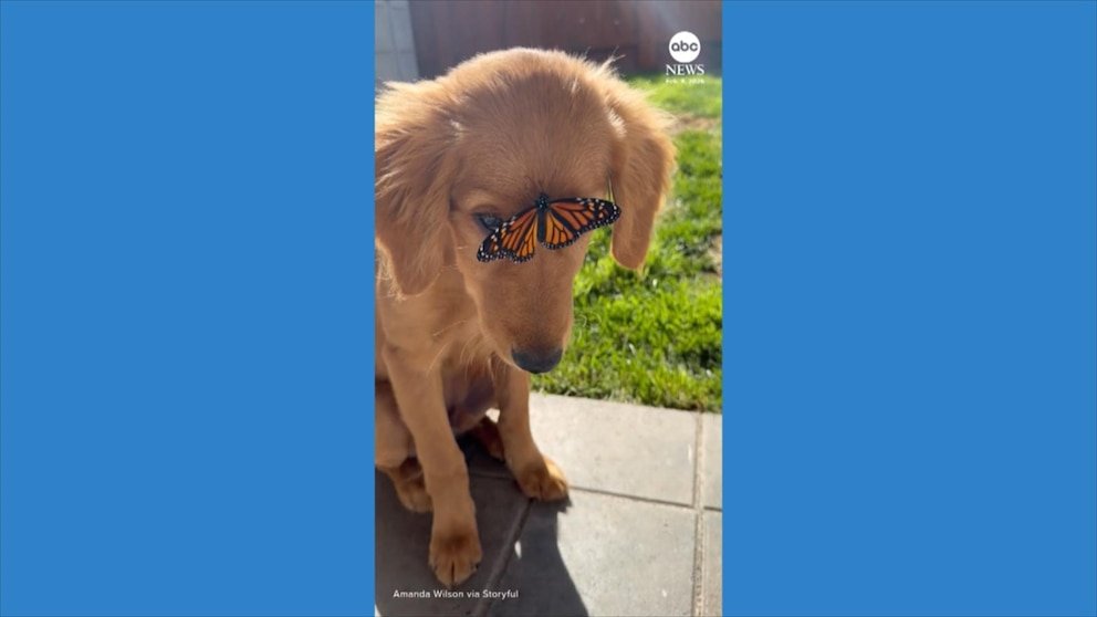 MIRAR: Cachorro de Golden Retriever desconcertado por una mariposa posada en su rostro