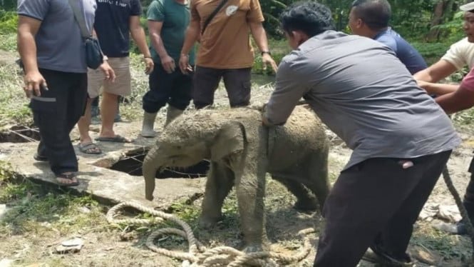 Un niño elefante irrumpe en una fosa séptica y una manada de elefantes furiosos destruye el comedor de trabajadores en Siak