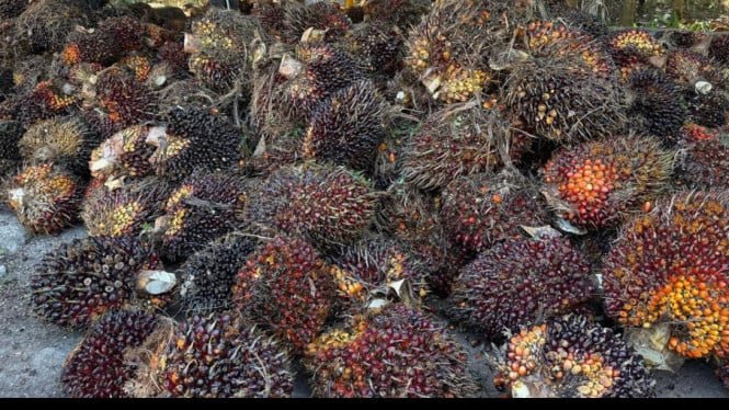 ¡Mercado interno caliente! Samasindo será agresivo en el sector alimentario