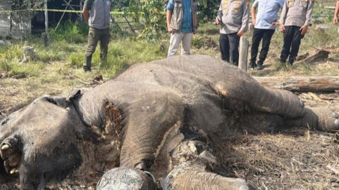 Bebé elefante muerto avistado en el Parque Nacional Tesso Nilo, la policía interviene para investigar la causa