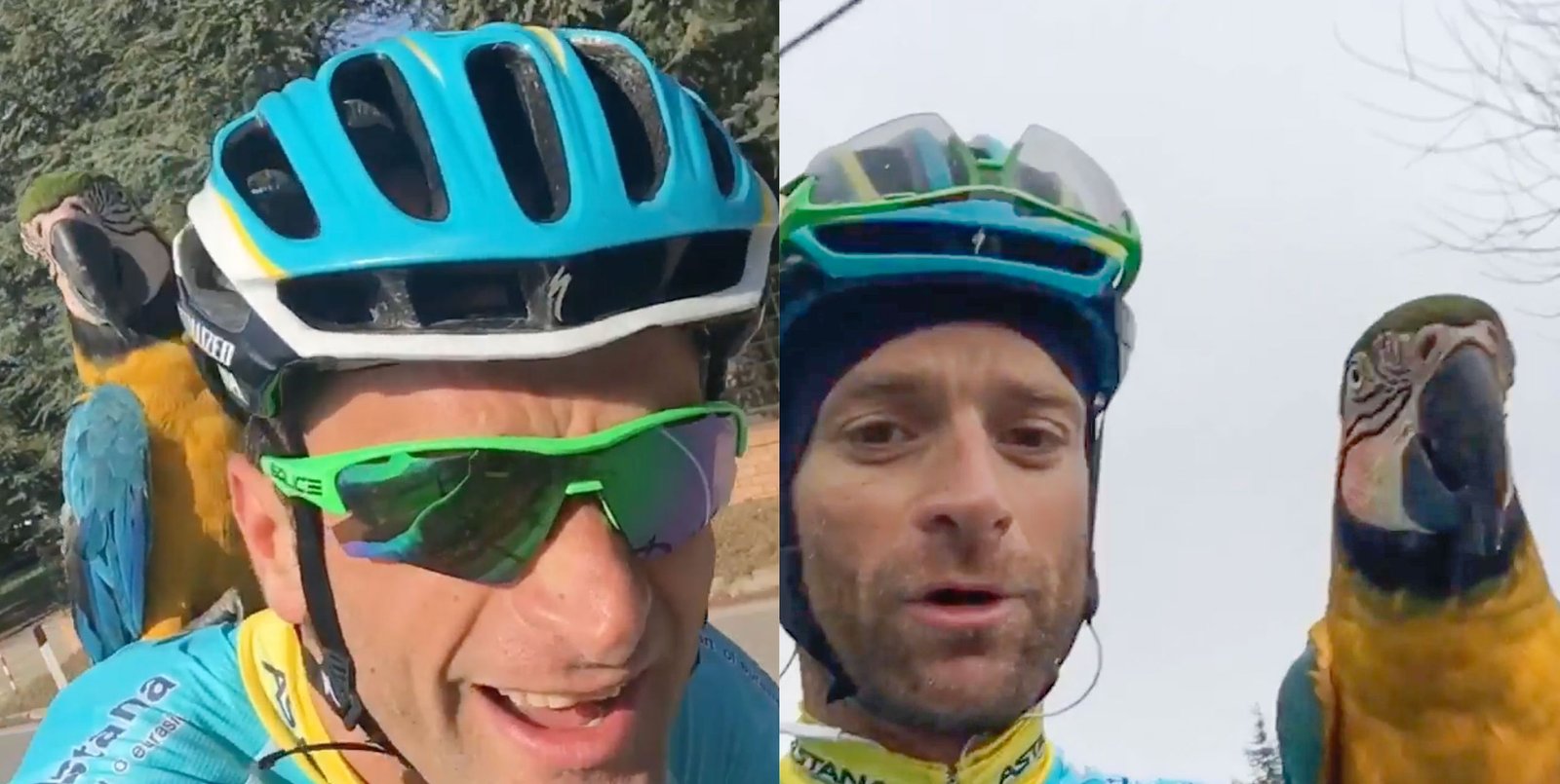 “Volverán a volar juntos” – El loro Franky, compañero de entrenamiento viral de Michele Scarponi, muere en un incendio en una fábrica