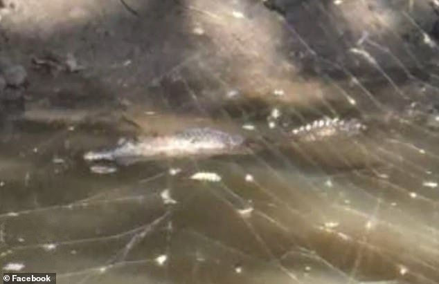 Un momento aterrador: se ve un cocodrilo en un estanque detrás del suburbio de Bunnings, a más de 1.000 kilómetros de su hábitat.