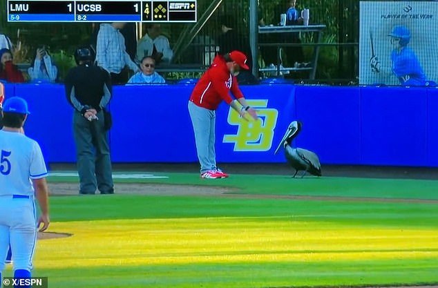 Momento impactante: los fanáticos del béisbol se apresuran a liberar al animal atrapado que provocó el caos en un juego universitario de California