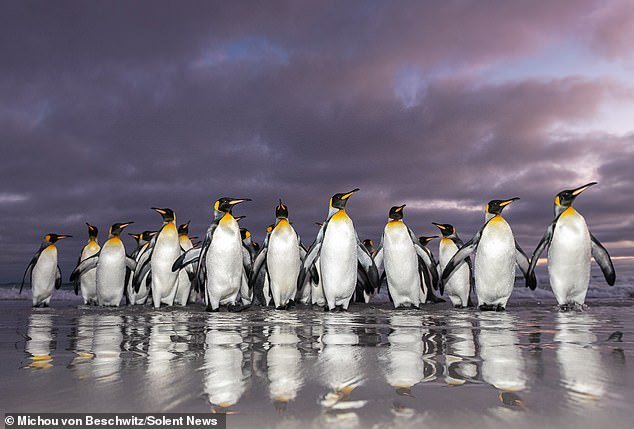 ¿Quieres un chapuzón por la mañana? Pingüinos rey de las Islas Malvinas avistados nadando al amanecer