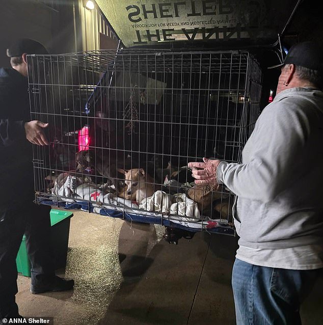 Más de dos docenas de chihuahuas aterrorizados rescatados del incendio de una casa