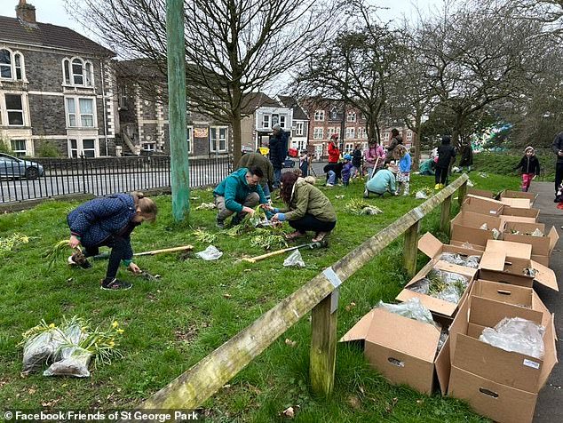 Indignación por la torpeza del consejo que destruye miles de flores apenas unos días después de que fueron plantadas por voluntarios