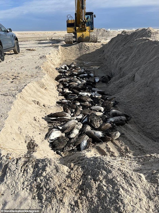 Los residentes de Hamptons están furiosos cuando cientos de gansos infectados con gripe aviar son enterrados en una MASA GRAVE poco profunda en la playa