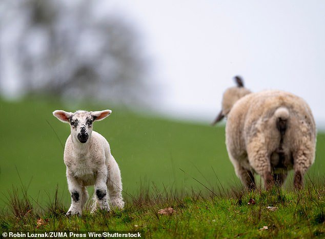 Trece corderos encontrados muertos con “el cuello deliberadamente roto”: la policía lanza un llamamiento desesperado