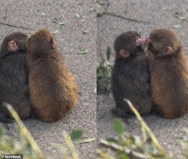¿Punch encontró el amor? Macaco viral aparece en la foto acurrucándose y besando a otro mono