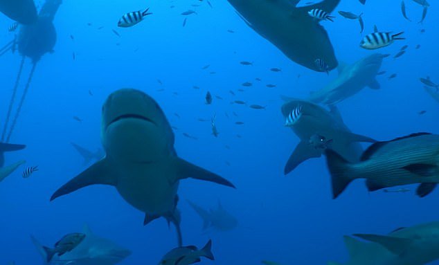 Los tiburones tienen mejores amigos y nadan juntos, según un estudio
