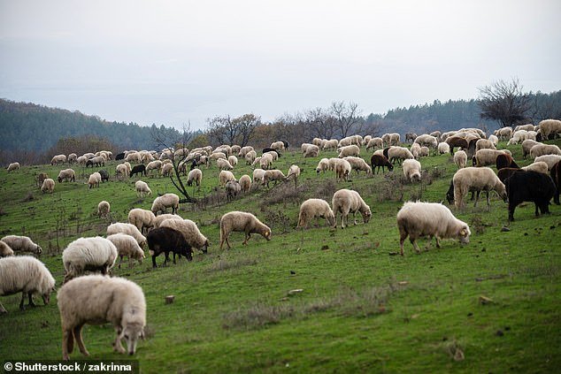 Los dueños de perros enfrentan multas ilimitadas e incluso podrían confiscar a sus mascotas si atacan al ganado según las nuevas leyes.