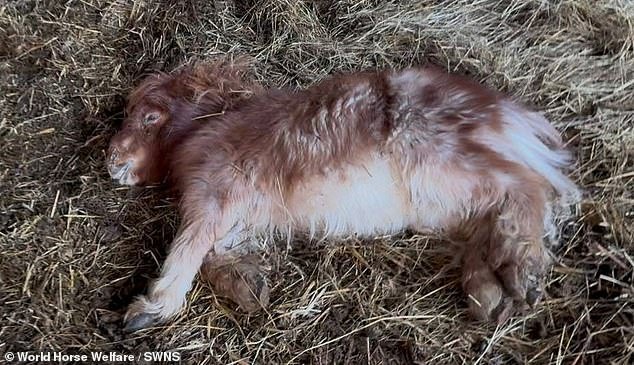 ¡Conoce a Pickle! El pequeño pony que fue encontrado tan mal que ya no podía mantenerse en pie… y ahora está prosperando