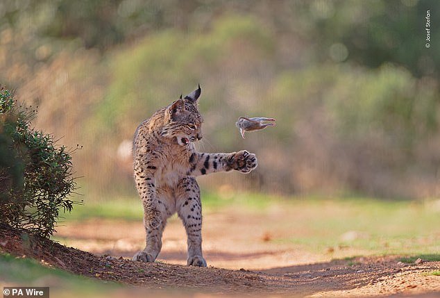¡No juegues con tu comida! Impresionante foto de un lince jugando con un roedor antes de comérselo gana la votación del público en los premios al Fotógrafo de Vida Silvestre del Año