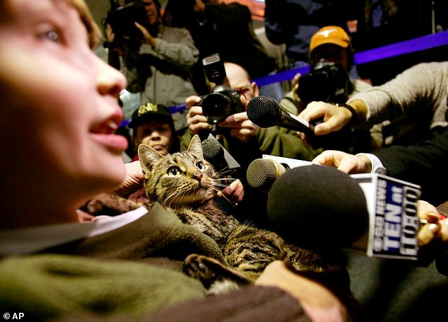 Historias asombrosas de supervivencia animal: desde perros chinos que Corgi trajo a casa hasta elefantes que escaparon del zoológico y viajaron 300 millas por todo el país.