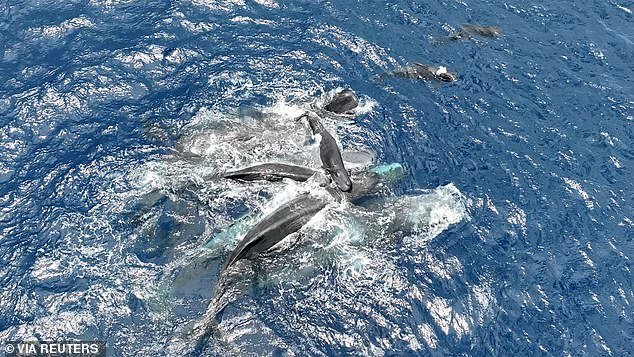 Increíble momento en el que los cachalotes trabajan juntos para mantener a una cría recién nacida fuera del agua hasta que pueda nadar