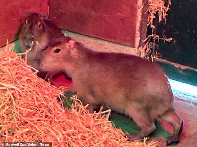 Tras la pista de Samba, el capibara escapado: JANE FRYER se une al preocupado personal del zoológico y a los encantados lugareños para encontrar al animal perdido… y revela la verdadera razón por la que está resultando tan difícil atraparlo.