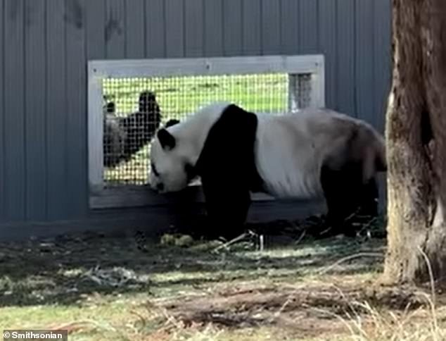 Pandas enviados desde China a EE. UU. fueron sorprendidos “coqueteando” a través de una ventana, un hito para una especie adorable