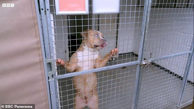 Dentro de XL Bully Pound: las perreras especializadas albergan a 500 de los perros peligrosos incautados, donde el personal “teme que suene el teléfono”