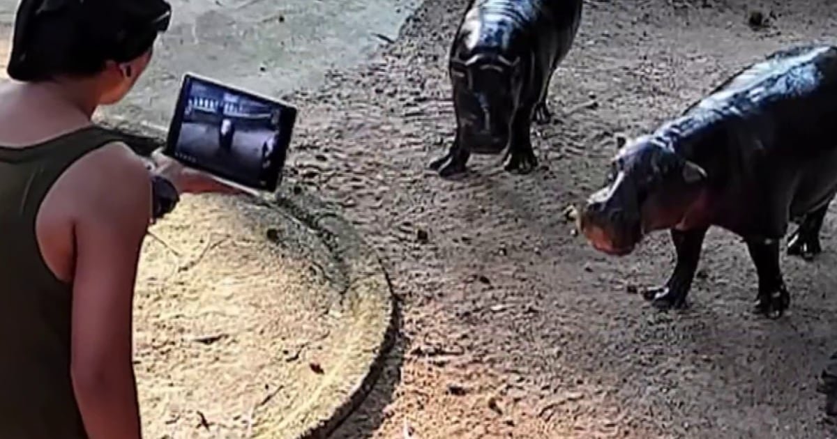 Hombre se sube al recinto del hipopótamo viral Moo Deng
