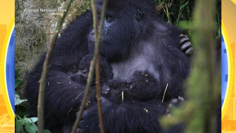 MIRA: Raros bebés gemelos gorila nacen en el Congo