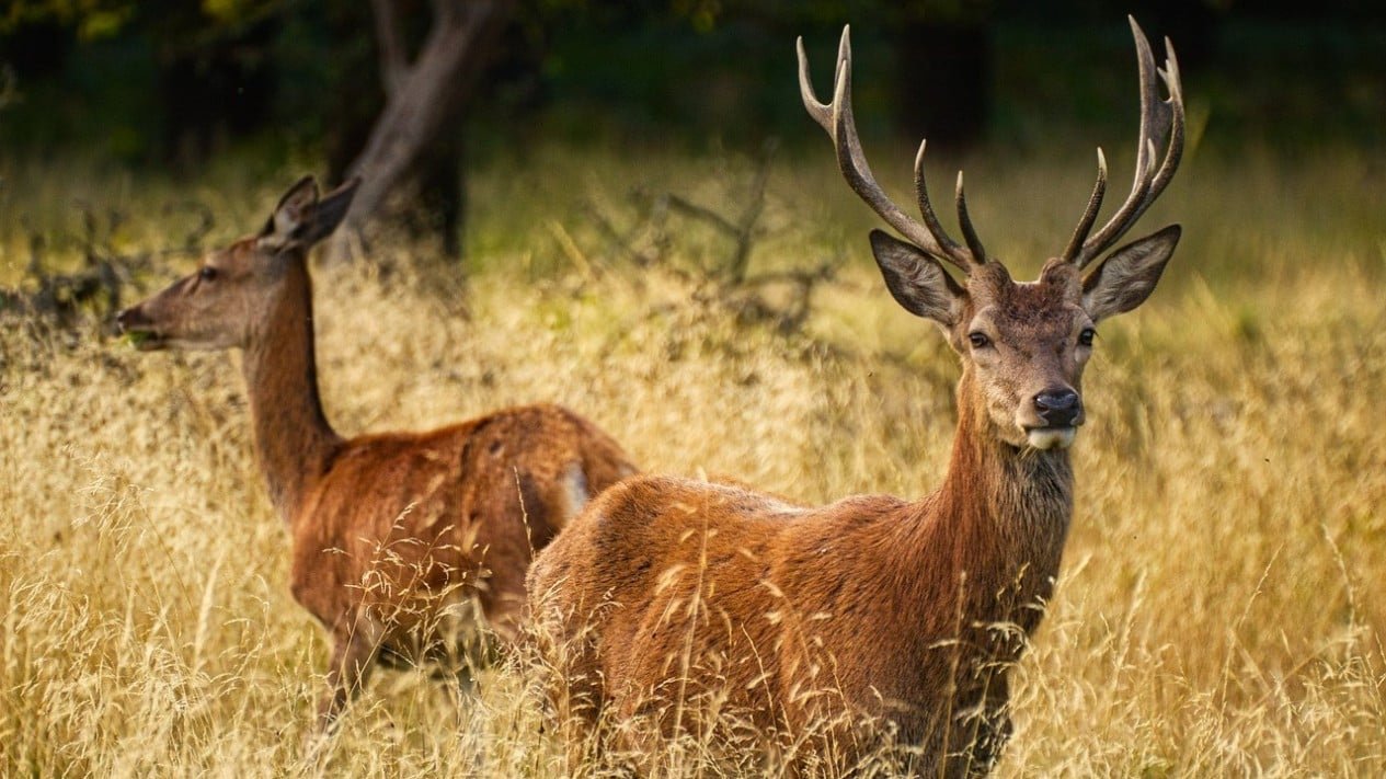 Ciervo muerto en accidente de tráfico en la autopista de Serpan