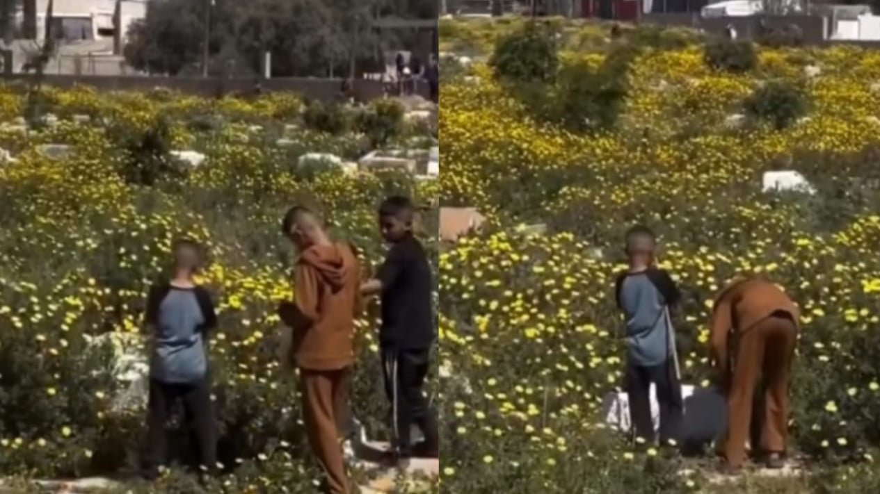 ¡Viral! Los cementerios de Gaza llenos de flores, internautas: están en el paraíso
