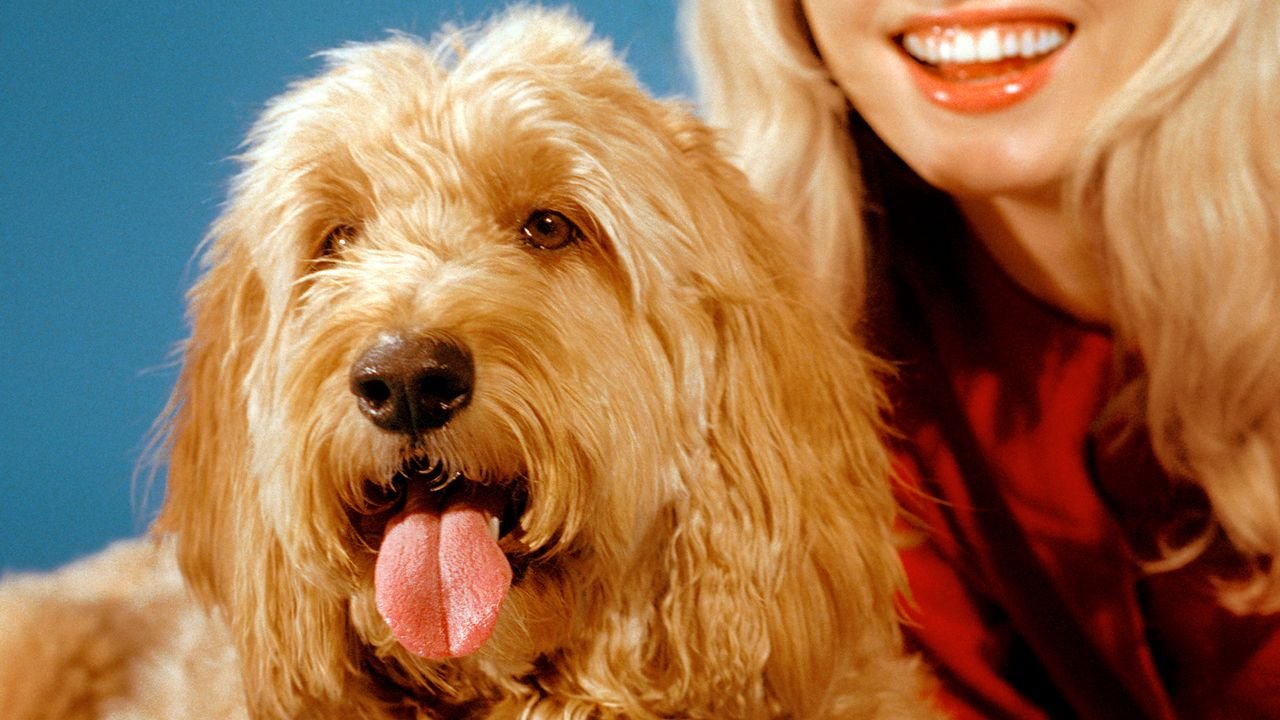 Cómo Doodles se convirtió en el perro del día