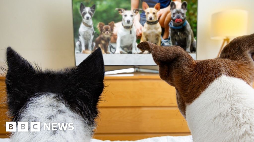 La televisión para perros está en auge, pero ¿la están mirando?