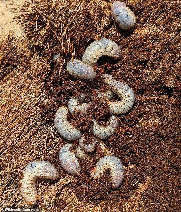 Mujer hawaiana que grita hace un impactante descubrimiento de una ‘película de terror’ en bolsas de tierra de $ 5 que compró en Lowe’s