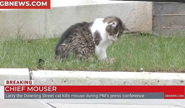 El gato Larry FINALMENTE atrapa un roedor: el jefe ratón de Downing Street, de 19 años, muestra sus ‘habilidades’ frente a las cámaras de televisión