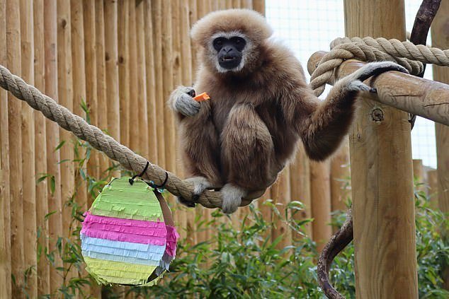 ¡Es Pascua para todos! Osos hormigueros, mangostas y monos disfrutan de sus bocadillos festivos favoritos en el zoológico del Reino Unido