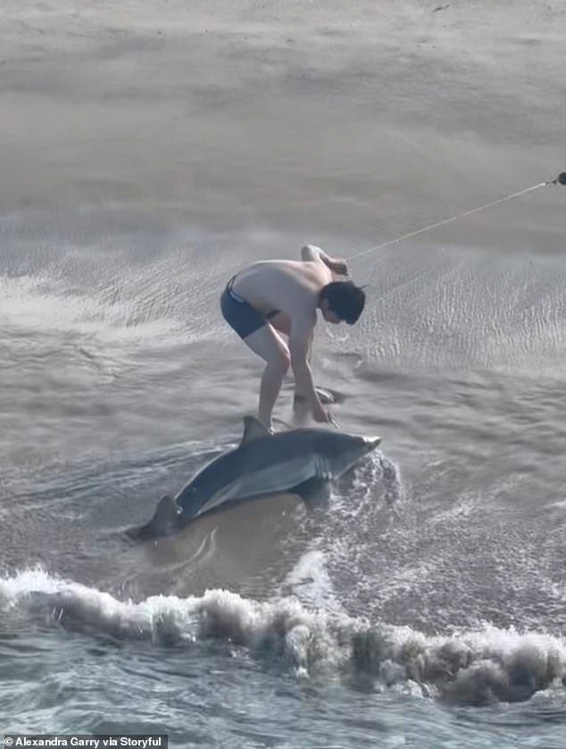 Momento impactante: un pescador de 20 años lucha con un GRAN TIBURÓN BLANCO en una playa de California