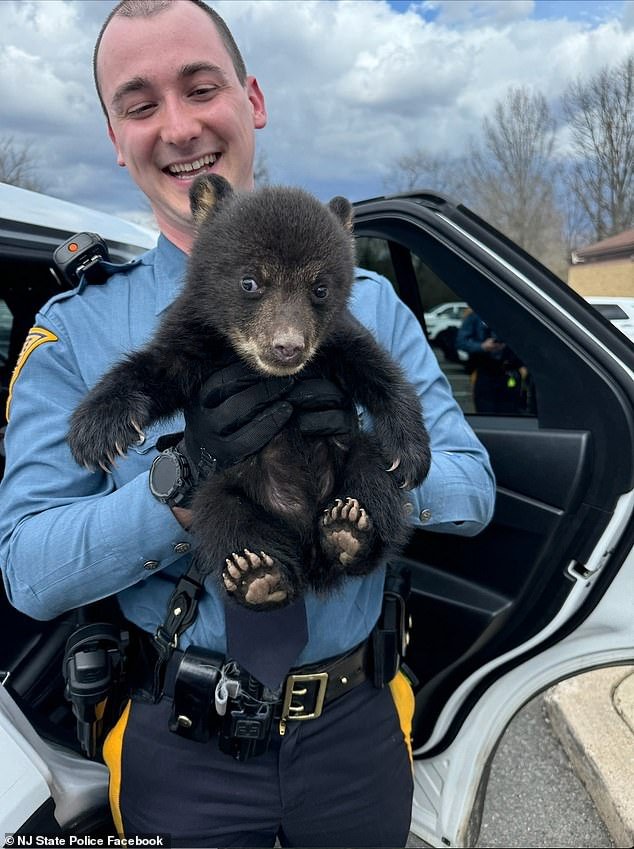 Un osito adorablemente lindo es rescatado por la policía estatal de Nueva Jersey después de que su madre lo abandonara al costado de la carretera